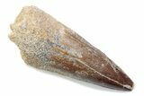Fossil Spinosaurus Tooth - Real Dinosaur Tooth #370529-1